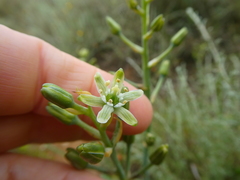 Ornithogalum neopatersonia