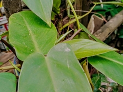Araceae