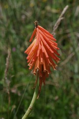 Kniphofia triangularis