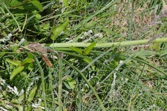Kniphofia triangularis