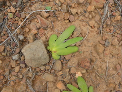 Freesia caryophyllacea