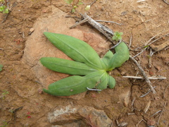 Freesia caryophyllacea