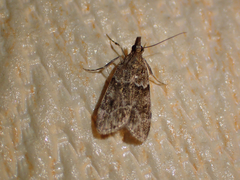 Eudonia mercurella