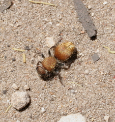 Ephutomorpha lutaria