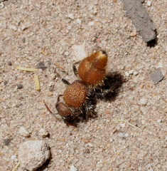 Ephutomorpha lutaria