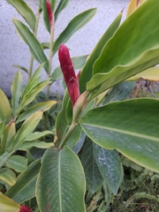 Alpinia purpurata