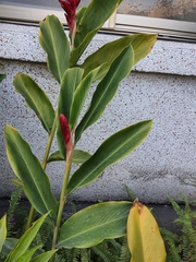 Alpinia purpurata