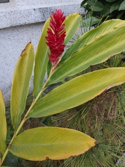 Alpinia purpurata