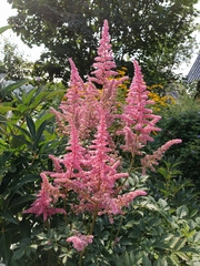 Astilbe × arendsii