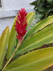 Alpinia purpurata