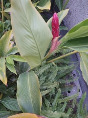 Alpinia purpurata