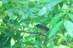 Brachypodius eutilotus