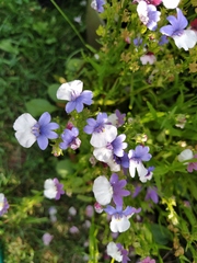 Nemesia strumosa
