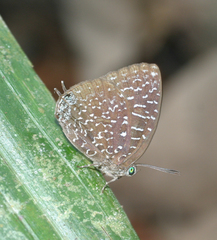 Arhopala democritus