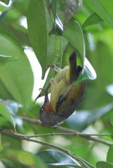 Chalcoparia singalensis