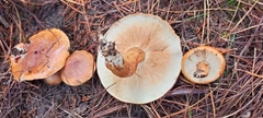 Tricholoma albobrunneum