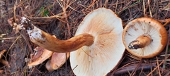 Tricholoma albobrunneum