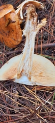 Tricholoma albobrunneum
