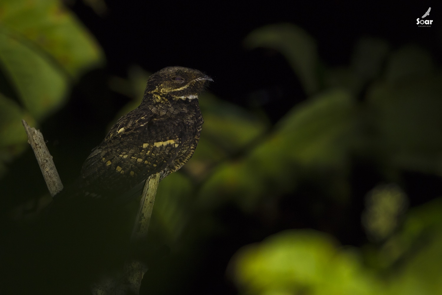 Andaman Nightjar illustration