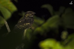 Caprimulgus andamanicus