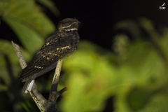 Caprimulgus andamanicus