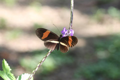 Heliconius melpomene rosina