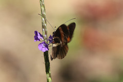 Heliconius melpomene rosina