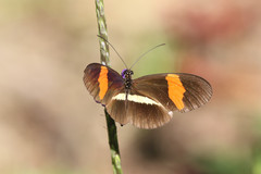 Heliconius melpomene rosina