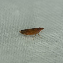 Scaphytopius rubellus