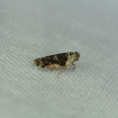 Catonia
