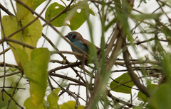 Uraeginthus bengalus