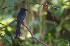 Dicrurus andamanensis