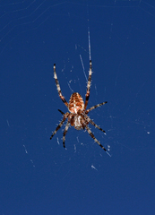 Araneus diadematus