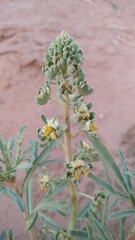 Reseda arabica image