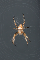 Araneus diadematus