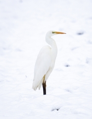 Ardea alba