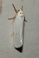 Ilemodes astriga