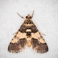 Nacoleia mesochlora