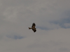 Milvus migrans aegyptius