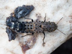 Ontholestes murinus