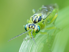 Rhogogaster chlorosoma