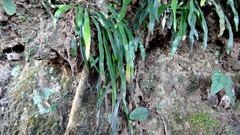 Haplopteris anguste-elongata