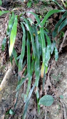 Haplopteris anguste-elongata