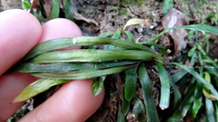 Haplopteris anguste-elongata