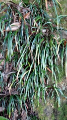 Haplopteris anguste-elongata