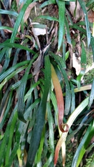 Haplopteris anguste-elongata