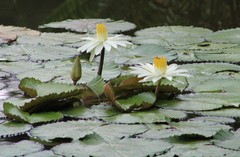 Nymphaea
