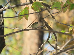 Phylloscopus inornatus