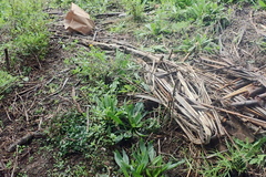 Haloragis erecta erecta