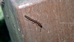 Helicorthomorpha